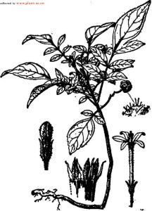 海南地黃連 海南地黃連