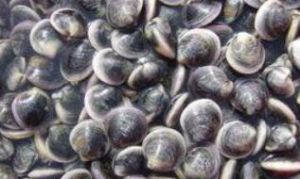 大擬銼蛤 大擬銼蛤