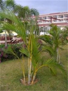 散尾葵屬 散尾葵屬