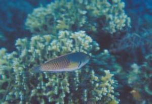 藍身絲鰭鯛 藍身絲鰭鯛