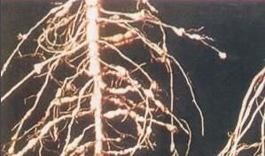 棉花刺線蟲病 棉花刺線蟲病