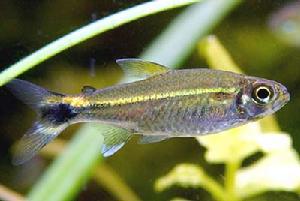 豚形半線脂鯉 豚形半線脂鯉