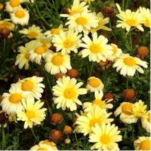 瑪格麗特木春菊