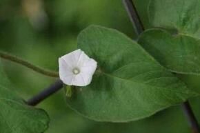 白花牽牛 白花牽牛