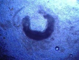 叉盤蟲屬 叉盤蟲屬