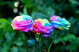 七彩玫瑰[用途]