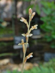 鉗唇蘭屬 鉗唇蘭屬