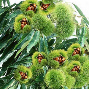 艾思油栗 艾思油栗