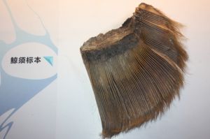 鯨鬚標本