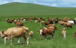 山地畜牧業 山地畜牧業