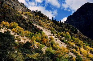 作品名：金樹林