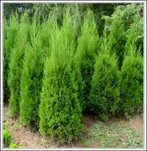 壽光市國有機械林場