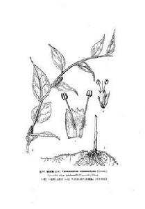 腹水草(亞種) 腹水草(亞種)