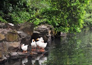 鵝池