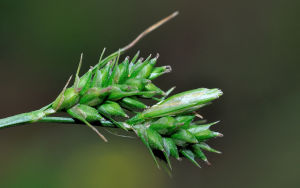 綠囊薹草 綠囊薹草