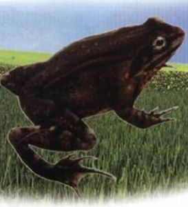高原林蛙 高原林蛙