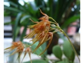 疏莖石豆蘭 疏莖石豆蘭