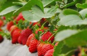 娟子草莓園 娟子草莓園