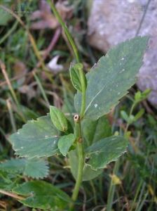 狹長花沙參 狹長花沙參