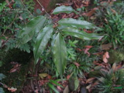 倒卵葉魚骨木（變種）