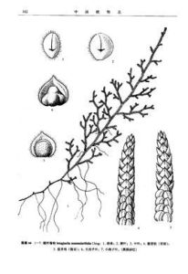 錢葉卷柏 錢葉卷柏