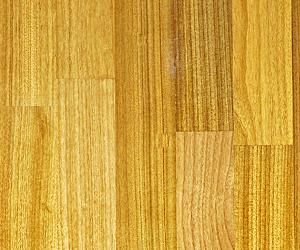 黑芯木蓮 黑芯木蓮