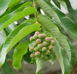 八寶樹屬 八寶樹屬