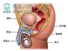 陰莖離斷傷 陰莖離斷傷
