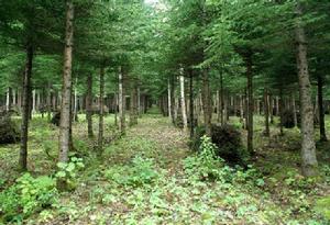 更新砍伐 更新砍伐