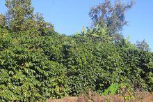 2016年時黎明鄉枝繁葉茂咖啡樹