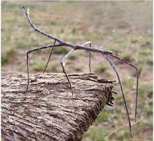 竹節蟲[有翅亞綱竹節蟲目昆蟲]