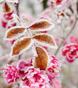 霜凍花