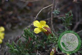 蒙古芯芭 蒙古芯芭