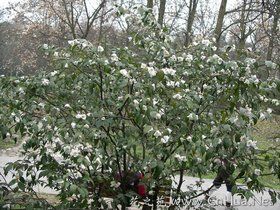 五數離蕊茶 五數離蕊茶