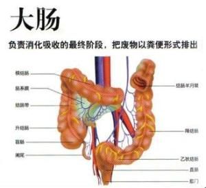 大腸濕熱 大腸濕熱