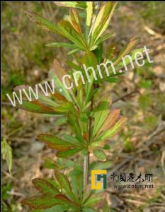 紫距淫羊藿 紫距淫羊藿