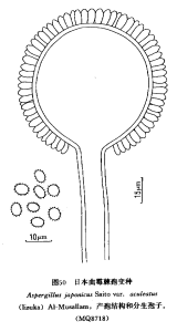 日本麴黴棘孢變種 日本麴黴棘孢變種