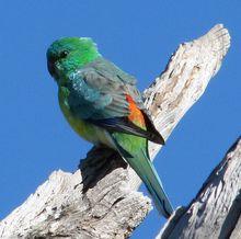 紅腰鸚鵡