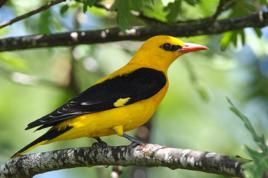 黑枕黃鸝西比路島亞種 黑枕黃鸝西比路島亞種
