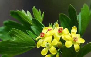 美麗茶藨子 美麗茶藨子