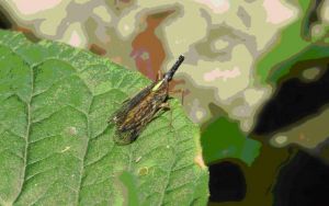 駝背象蠟蟬 駝背象蠟蟬