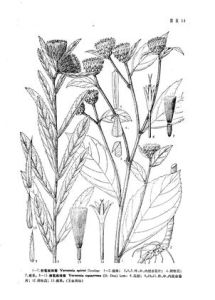 刺苞斑鳩菊 刺苞斑鳩菊