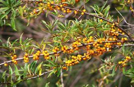 柄脈山扁豆 柄脈山扁豆