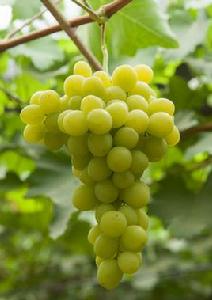 瑞都香玉 瑞都香玉