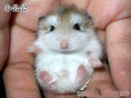 倉鼠—老公公 倉鼠—老公公