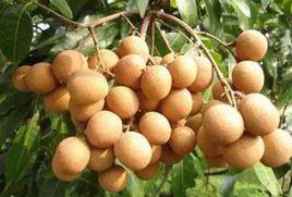 龍眼[劉彥沖詩作]