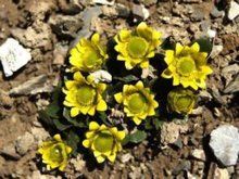 合頭草屬 合頭草屬