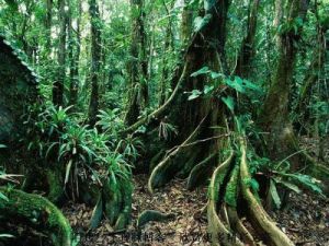 熱帶雨林