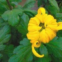 上思卷花丹 上思卷花丹