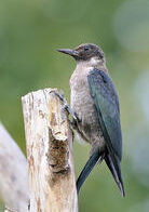 劉氏啄木鳥 劉氏啄木鳥